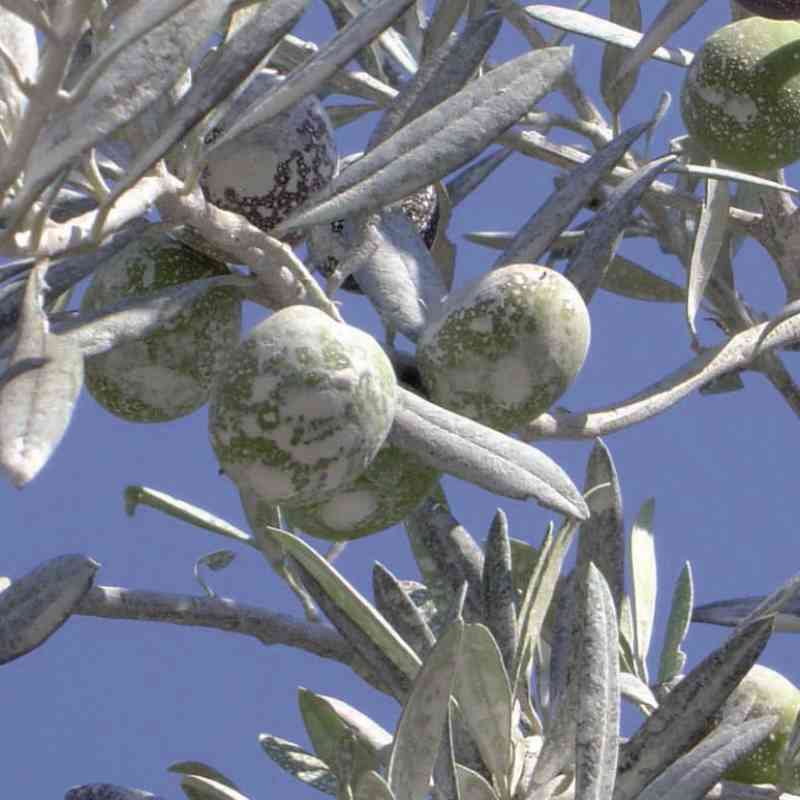 Kit Convenienza Agricoltura: Sacchi da 1kg di Caolino BPLN + Zeolite Micronizzata + Zeolite Ammendante